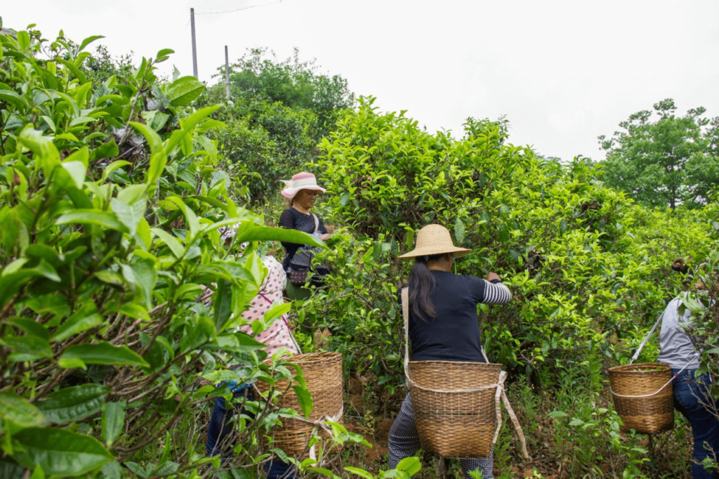 Собирают китайский чай